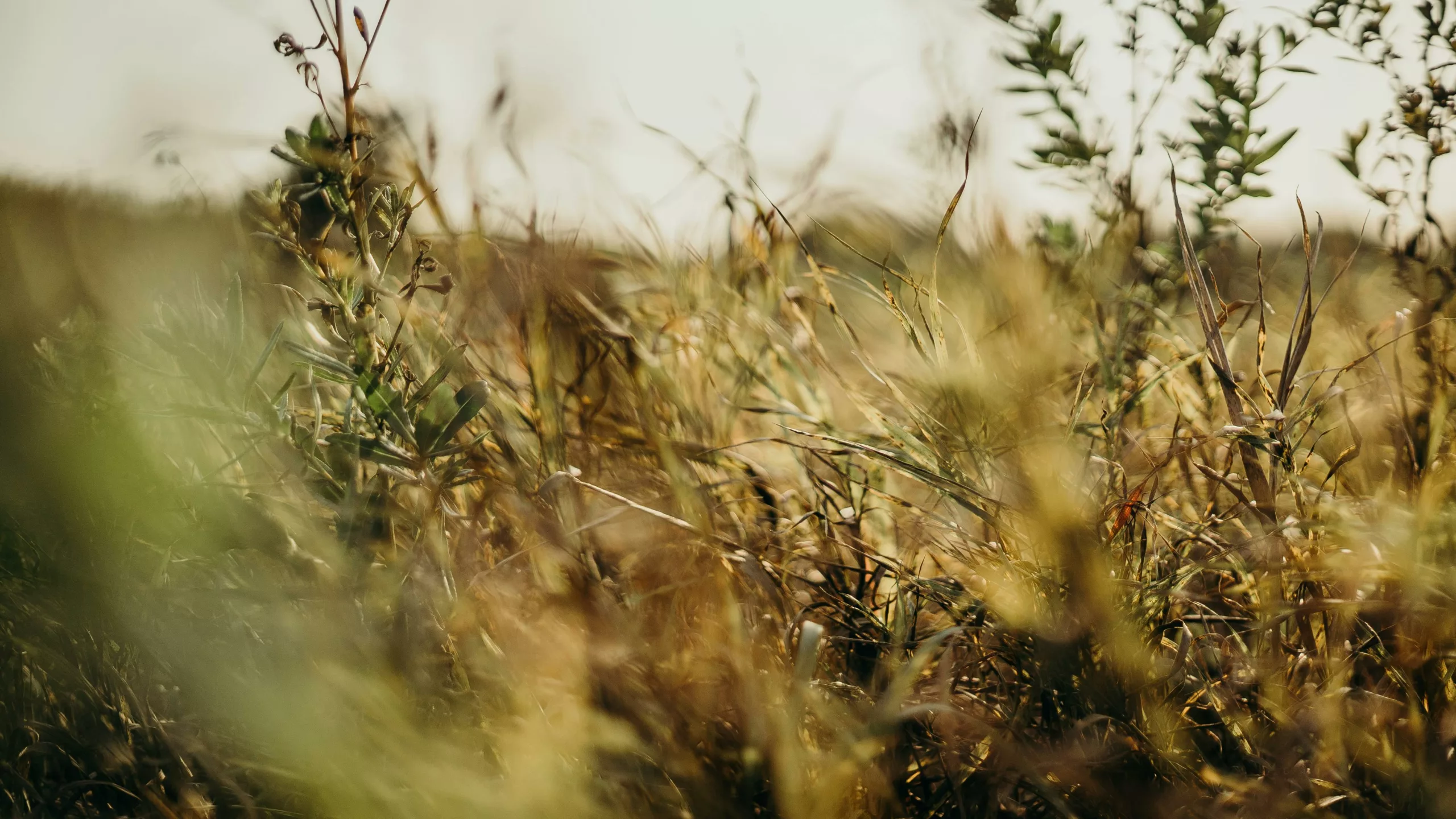 Phytothérapie naturelle: choix du nutritionniste