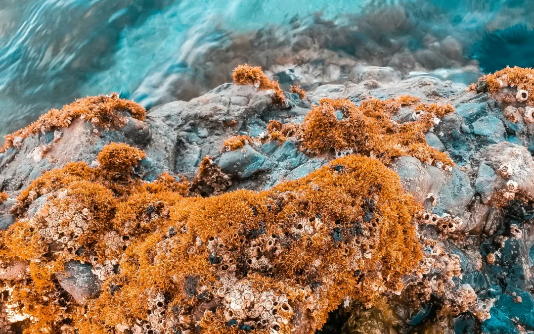 Les Algues en Alimentation