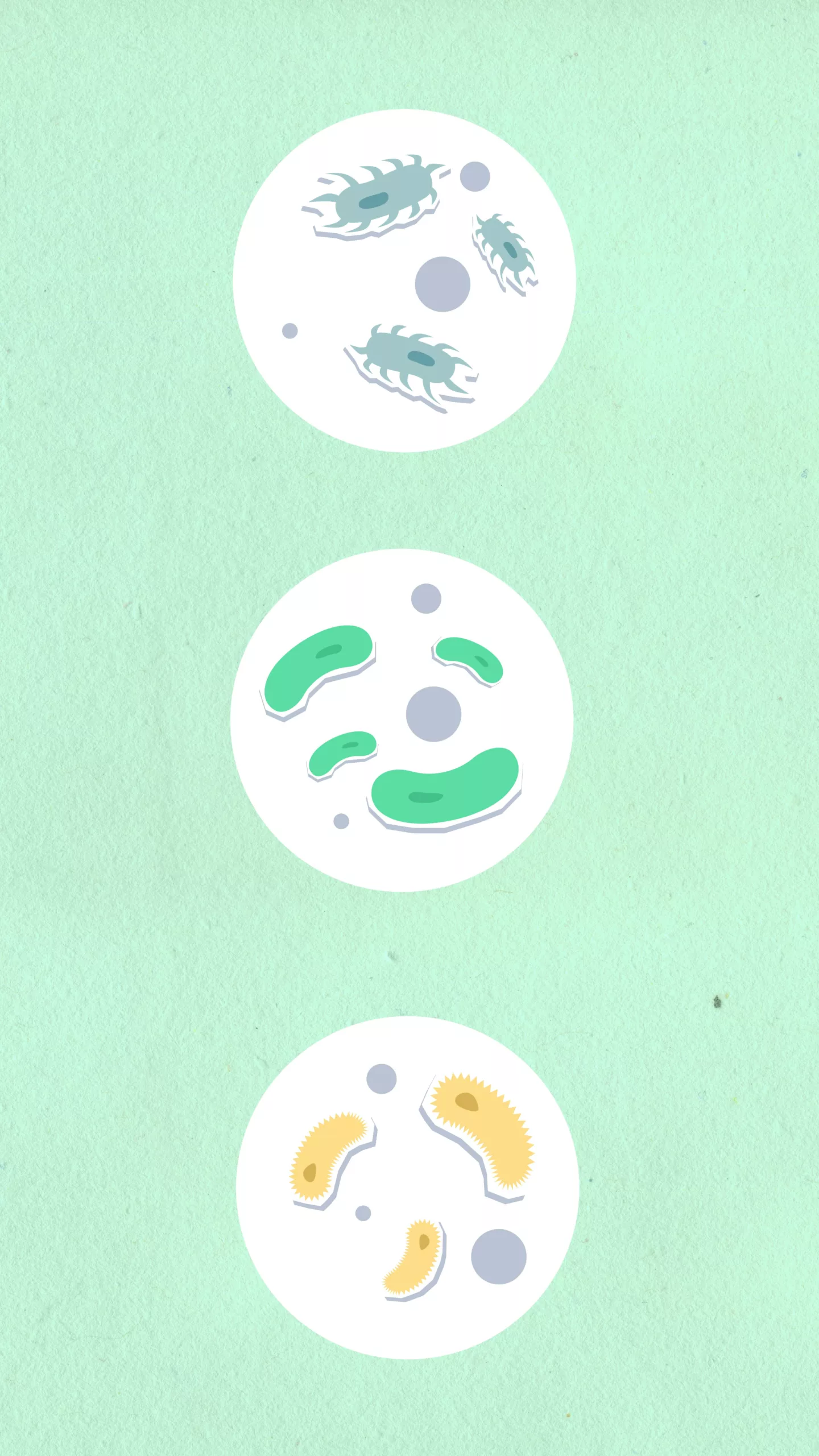 Microbiote et insulinorésistance Microbiote et insulinorésistance