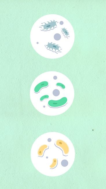 Microbiote et système immunitaire : l’alliance fondamentale Microbiote et système immunitaire : l'alliance fondamentale – consultation nutritionniste